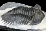 Coltraneia Trilobite Fossil - Huge Faceted Eyes #146575-3
